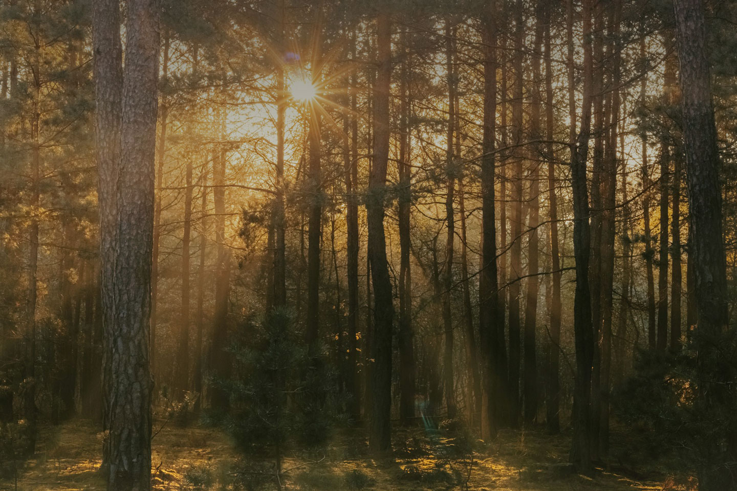 Forest location background